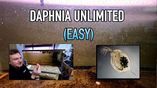 How I Raise Daphnia Water Fleas And You Can Too [upl. by Anyalram]