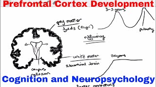 Prefrontal Cortex Development  Cognition and Neuropsychology [upl. by Aniryt]