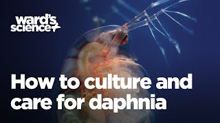 Caring and Culturing for Daphnia [upl. by Lebana403]