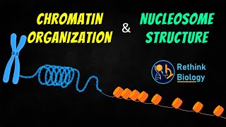 Chromatin Organization Animation  Nucleosome Structure [upl. by Dione777]