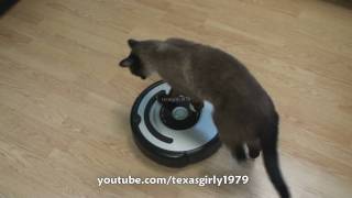 Cat shows HOW TO use iRobot Roomba Vacuum [upl. by Nanreh]