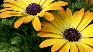 Flower time lapse  Growing African daisy Osteospermum [upl. by Parcel]