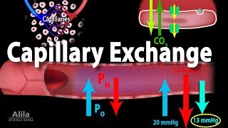 Capillary Exchange and Edema Animation [upl. by Rainer]