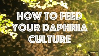 How To Feed Your Daphnia Culture [upl. by Ahsenak825]