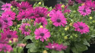 African Daisy  Southern Gardening Television [upl. by Bills]