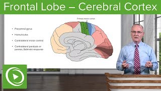 Frontal Lobe – Cerebral Cortex  Lecturio [upl. by Buyse]