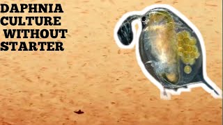 HOW TO CULTURE DAPHNIA NATURALLY WITHOUT A STARTER [upl. by Evania]