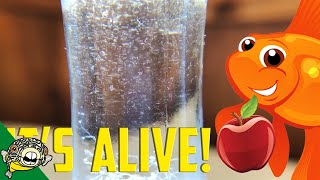 How to culture Vinegar Eels The EASY Way Live Fish Food [upl. by Rovner]