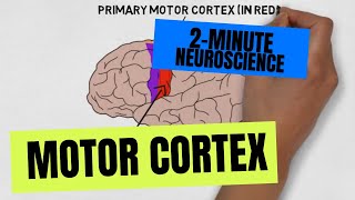 2Minute Neuroscience Motor Cortex [upl. by Jaddan]