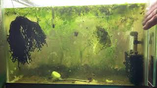 Scuds Daphnia Cherry Shrimp Copepods My aquatic food culture [upl. by Edsel739]