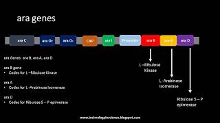 Arabinose Operon  ara Operon [upl. by Priscilla]