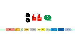 LArabinose Operon [upl. by Ynavoj530]