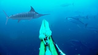 Blue Water Spearfishing Pesca Sub com Diego Santiago [upl. by Mackoff]