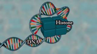 Chromosome structure  Medical animation [upl. by Anasxor941]