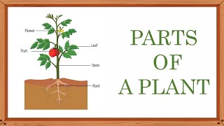 Parts of plants  Stem  Root  Part of plants and their functions  Different parts of plants [upl. by Eusoj866]