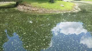 Pond Duckweed Removal  Simple easy and mostly hands off [upl. by Dorris]