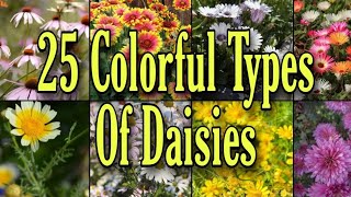 25 Colorful Types Of Daisies [upl. by Proudlove]