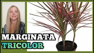 🍂Dracaena Marginata Tricolor Dracaena reflexa CuidadosVeronicaCampaniniPlantas [upl. by Kcirre784]