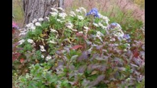 Early Spring Pruning of Montauk Nippon Daisies [upl. by Katlin]