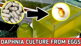 HOW TO HATCH DAPHNIA EGGS  HOW TO CULTURE DAPHNIA [upl. by Suneya]