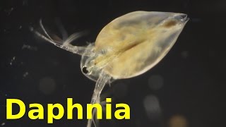 Daphnia [upl. by Giacomo421]