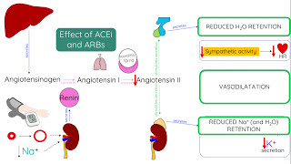 ACE inhibitors and ARBs  Mechanism of action [upl. by Kwapong785]