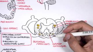 Neurology  Motor Pathways [upl. by Kirven]