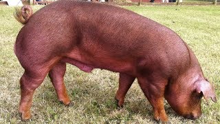 Duroc Pigs  WellMuscled Calm Temperament [upl. by Pember279]