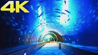 Oceanogràfic Valencia  The Largest Aquarium amp Marine Park in Europe  4K [upl. by Nahtahoj]