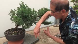 Making a San Jose Juniper Bonsai [upl. by Kauslick]