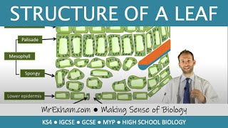 Structure of a leaf  GCSE Biology 91 [upl. by Emyaj]