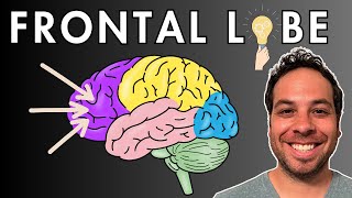 The Frontal Lobe  Location and Function [upl. by Laenahtan66]