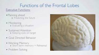 Frontal Lobes Functions [upl. by Anuaik]