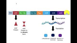 The Arabinose Operon [upl. by Glyn]