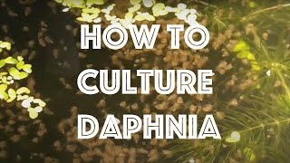 How To Culture Daphnia Magna [upl. by Aniloj]