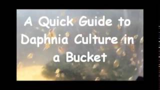 How to culture daphnia outside [upl. by Ennybor]