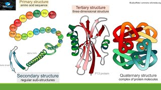 Structure And Function Of Proteins [upl. by Anaihs]