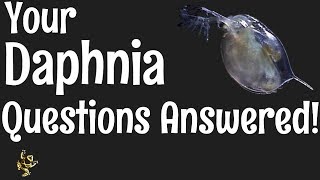 Daphnia Questions Answered [upl. by Leiahtan172]