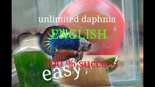 daphnia moina culture Easy way Unlimited production English  with sub Green water Chlorella [upl. by Jeannette]