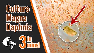 How to culture DAPHNIA MAGNA  The easy way [upl. by Adnorehs]