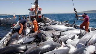 Increíble barco de pesca de atún en las profundidades del mar la vida del pescador en el océano [upl. by Lavinie]