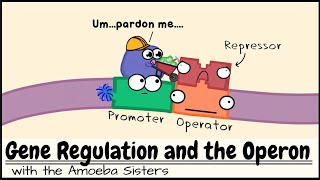 Gene Regulation and the Operon [upl. by Tarrah]