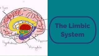 The Limbic System [upl. by Eyak66]