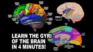 GYRI OF THE BRAIN  LEARN IN 4 MINUTES [upl. by Prowel]