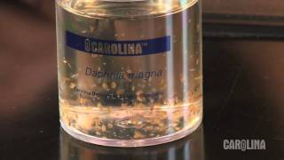 How to Care for Daphnia [upl. by Hasheem866]