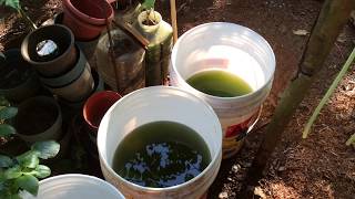 How to grow Green Water Algae [upl. by Ybsorc]