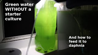 Green Water WITHOUT a Starter Culture  From Scratch  How To [upl. by Ludwigg]