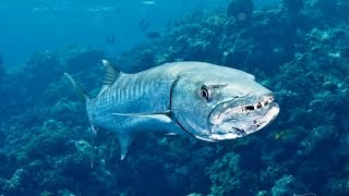 Spearfishing Cuba  part 2  Pesca submarina Apnea  Groupers and Barracuda [upl. by Prader]