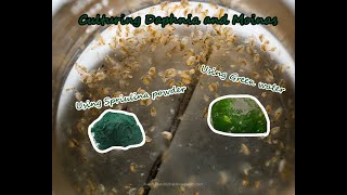 How To Culture Daphnia and Moinas using Green Water Spirulina powder [upl. by Kram55]