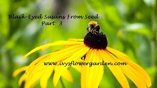 Blackeyed Susans Starting from Seed Part 3 [upl. by Nnylacissej]